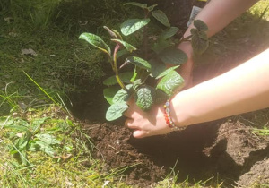 Uczniowie sadzą rośliny w ogrodzie szkolnym