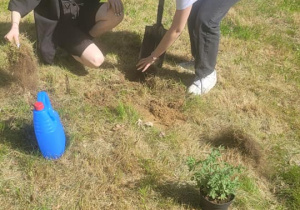 Uczniowie sadzą rośliny w ogrodzie szkolnym
