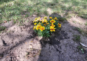 Uczniowie sadzą rośliny w ogrodzie szkolnym
