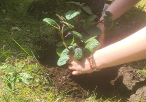 Uczniowie sadzą rośliny w ogrodzie szkolnym