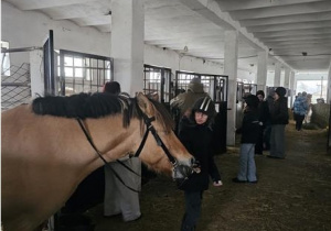 Warsztaty edukacyjno-rekreacyjne na terenie Stadniny Koni