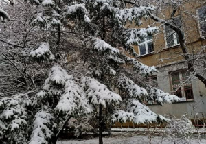 Budynek szkoły za ośnieżonym świerkiem
