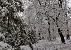 Ośnieżone drzewa od strony orlika