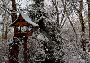 Karmin dla ptaków na tle ośnieżonych drzew
