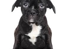 Zbiórka rzeczy na schronisko miejskie