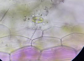 Zajęcia na Wydziale Biologii i Ochrony Środowiska UŁ