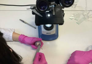 na pierwszym planie włączony mikroskop i ręce uczennic w różowych rękawiczkach