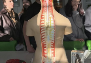 W pracowni biologicznej z modelem człowieka